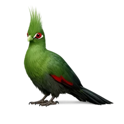 Schalow’s Turaco