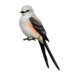 Scissor-tailed Flycatcher