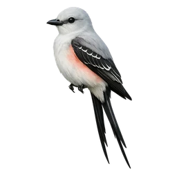 Scissor-tailed Flycatcher, profile
