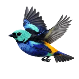 Seven-colored Tanager, in flight