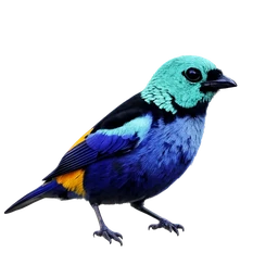 Seven-colored Tanager