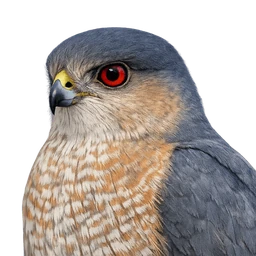 Sharp-shinned Hawk, profile