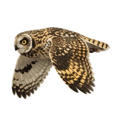 Short-eared Owl, in flight