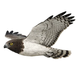 Short-toed Snake-Eagle, in flight