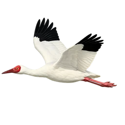 Siberian Crane, in flight