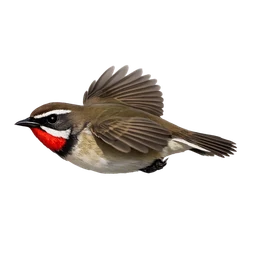 Siberian Rubythroat, in flight