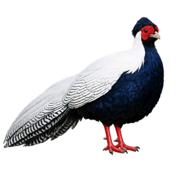 Silver Pheasant