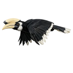 Silvery-cheeked Hornbill, in flight