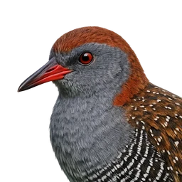 Slaty-breasted Rail, profile