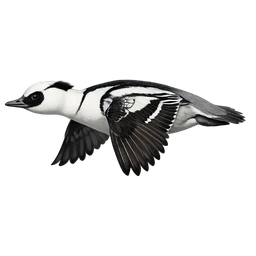 Smew, in flight