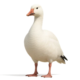 Snow Goose