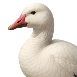 Snow Goose, profile