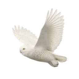 Snowy Owl, in flight