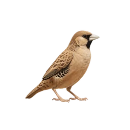 Sociable Weaver