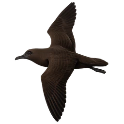 Sooty Shearwater, in flight