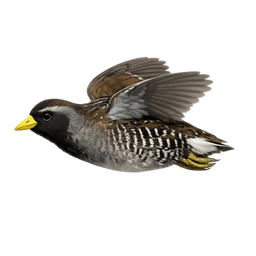 Sora, in flight