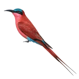 Southern Carmine Bee-eater