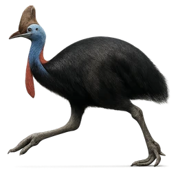 Southern Cassowary, in flight