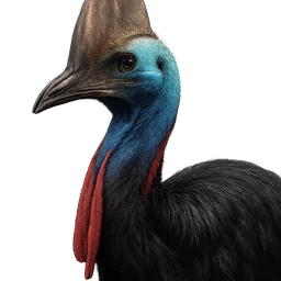 Southern Cassowary, profile