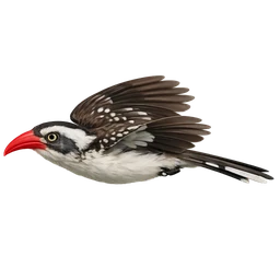 Southern Red-billed Hornbill, in flight