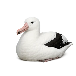 Southern Royal Albatross