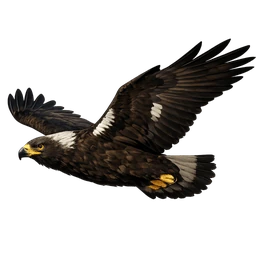 Spanish Imperial Eagle, in flight