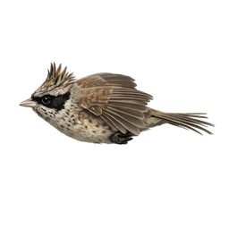 Speckled Mousebird, in flight