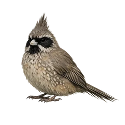 Speckled Mousebird