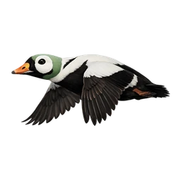 Spectacled Eider, in flight