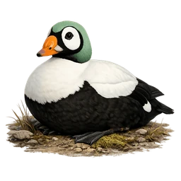 Spectacled Eider