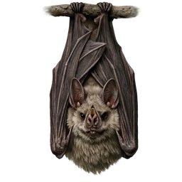 Spectral Bat