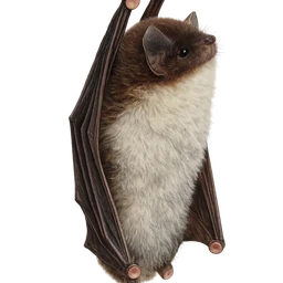 Spix’s Disc-winged Bat