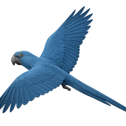 Spix’s Macaw, in flight