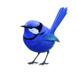 Splendid Fairywren