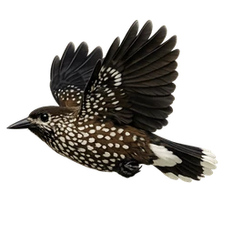 Spotted Nutcracker, in flight
