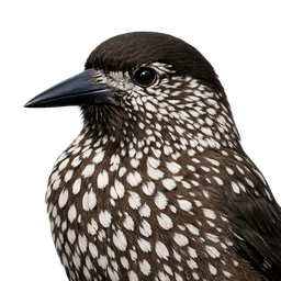 Spotted Nutcracker, profile