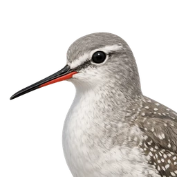 Spotted Redshank, profile