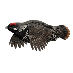 Spruce Grouse, in flight
