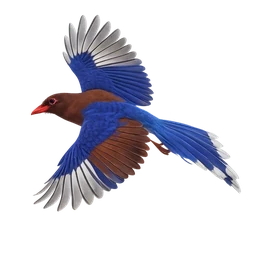 Sri Lanka Blue Magpie, in flight