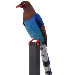 Sri Lanka Blue Magpie