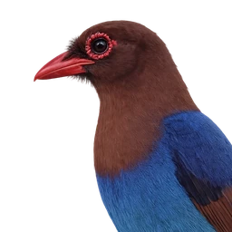 Sri Lanka Blue Magpie, profile