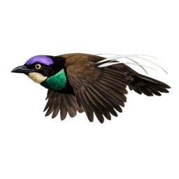 Standardwing Bird-of-paradise, in flight