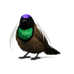 Standardwing Bird-of-paradise
