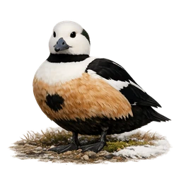 Steller's Eider