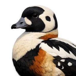 Steller's Eider, profile