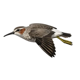 Stilt Sandpiper, in flight