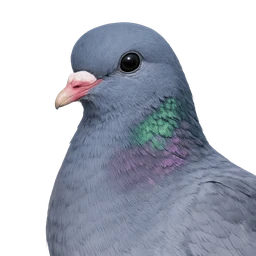 Stock Dove, profile