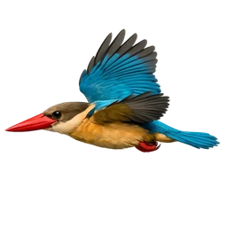 Stork-billed Kingfisher, in flight
