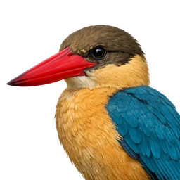 Stork-billed Kingfisher, profile