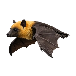 Straw-colored Fruit Bat, in flight